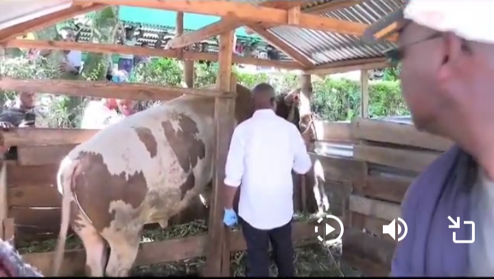 Khalwale speaks after his fighter bull kill caretaker.