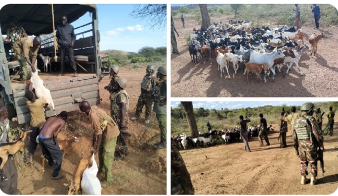 Police Foil Armed Bandit Raid, Recover 196 Goats in Baringo County.