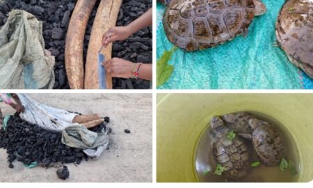 Six Wildlife Traffickers Arrested in Multi-Agency Operation, Seized Elephant Tusks Worth Sh5 Million