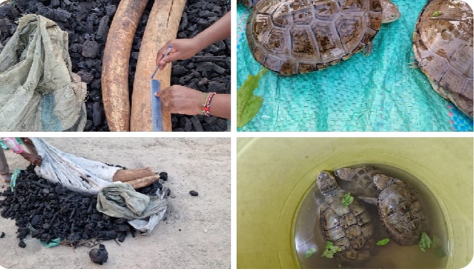 Six Wildlife Traffickers Arrested in Multi-Agency Operation, Seized Elephant Tusks Worth Sh5 Million