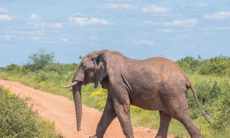 Kenya Wildlife Service Dispels Rumors of Mining Activities in Tsavo East National Park