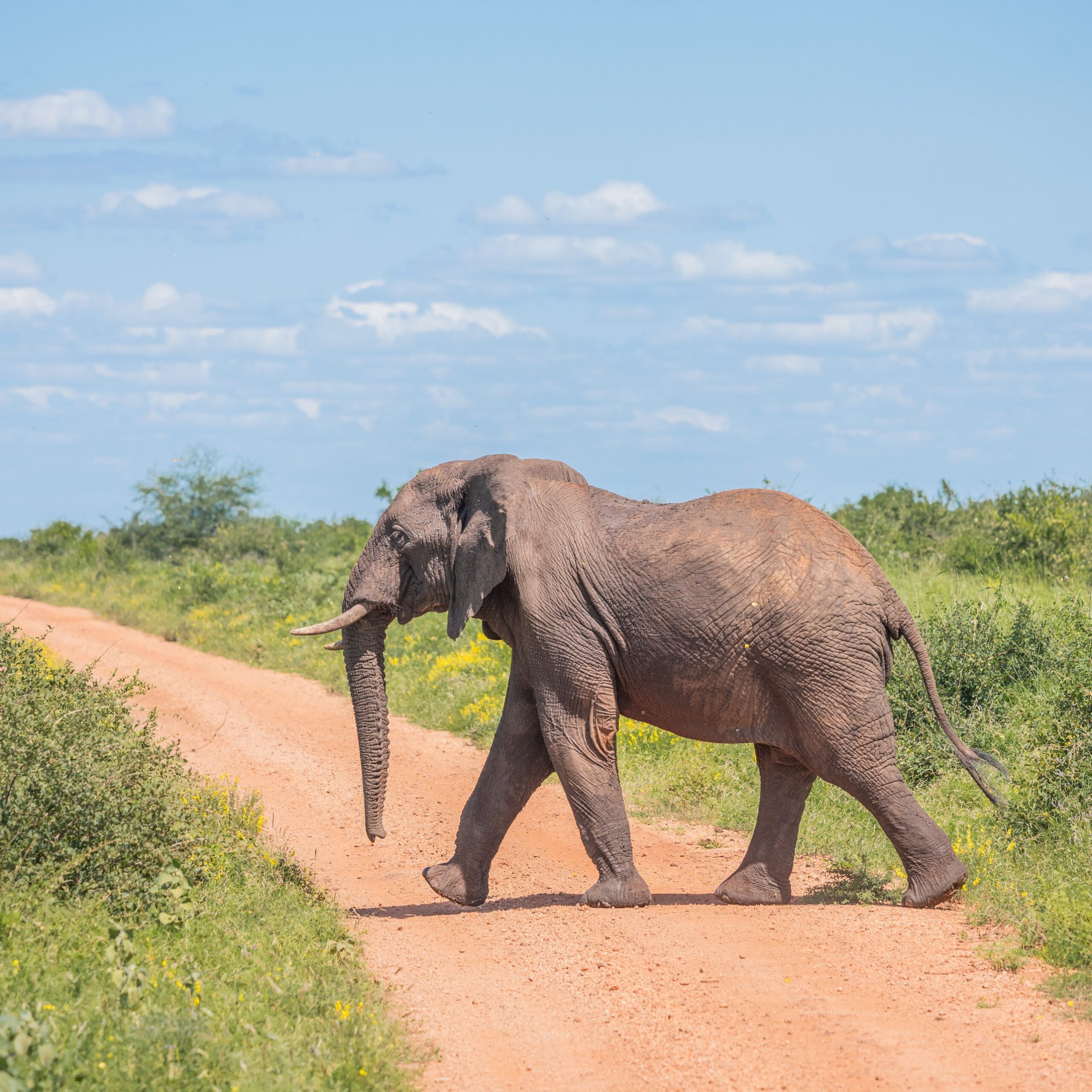 Kenya Wildlife Service Dispels Rumors of Mining Activities in Tsavo East National Park