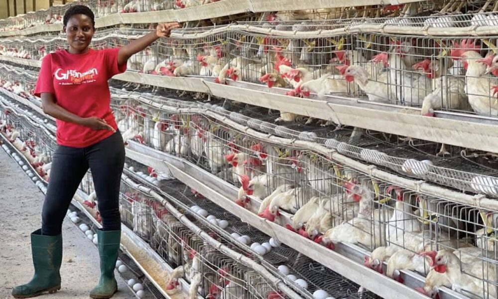 How to Start Poultry Farming: A Complete Step-by-Step Guide for Beginners
