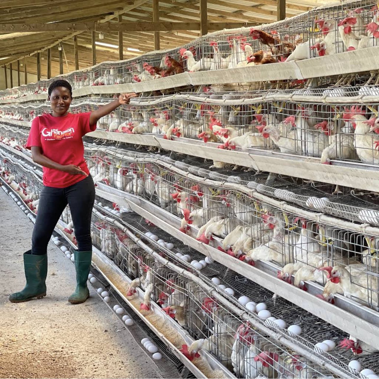 How to Start Poultry Farming: A Complete Step-by-Step Guide for Beginners