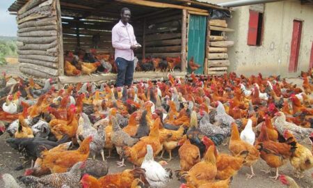 From 20 Hens to 300: The Ultimate Guide to Harvesting Profits from Local Chicken Farming