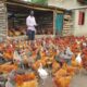 From 20 Hens to 300: The Ultimate Guide to Harvesting Profits from Local Chicken Farming