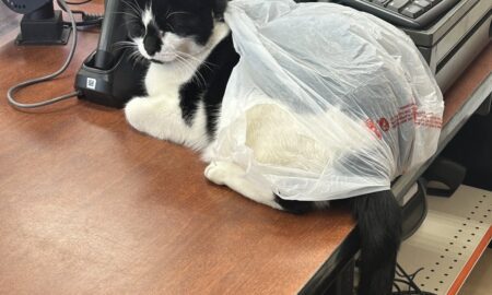 Thousands of Jobs at Risk as Kenya Shuts Down 231 Companies