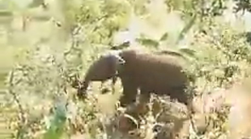 Meru: Final Moment of Man Killed by Elephant As He Tries to Flee (Video)