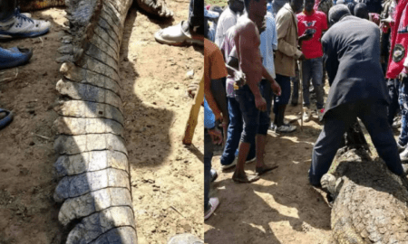 Teen Killed by Crocodile in Bomet River Shock!