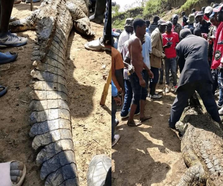 Teen Killed by Crocodile in Bomet River Shock!