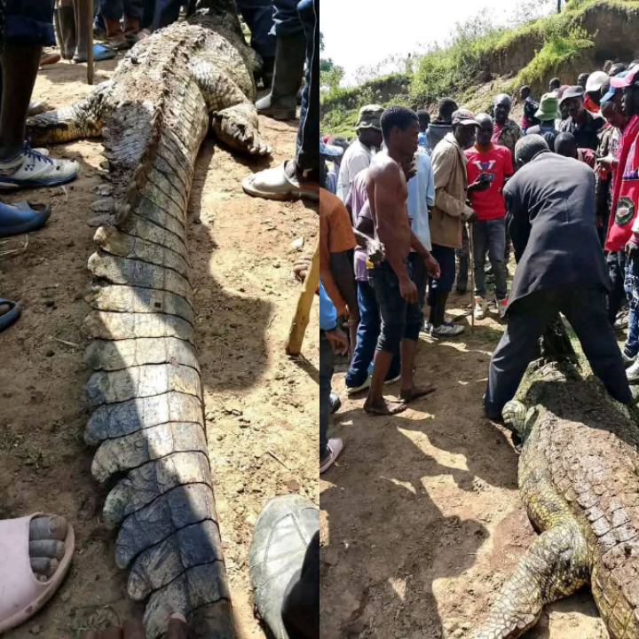 Teen Killed by Crocodile in Bomet River Shock!